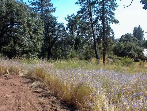 53333 Hwy 245, Pinehurst, CA 93641 photo 17