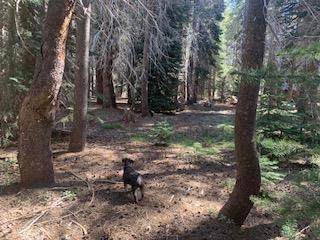 3 N Redtop Rd, Bass Lake, CA 93604
