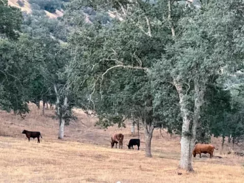 Other - 39950 Millwood Rd, Dunlap, CA 93621 photo 22 of 31