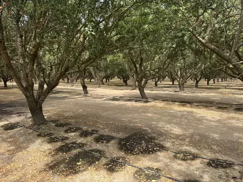 18700 Road 16, Chowchilla, CA 93610 photo 6
