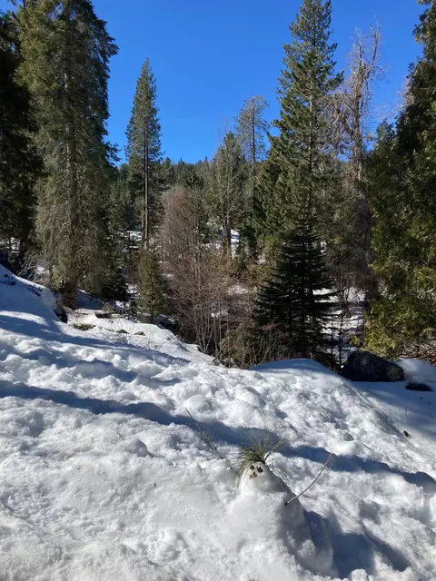 Other - 1237 Cedar Ave, Fish Camp, CA 93623 photo 20 of 20