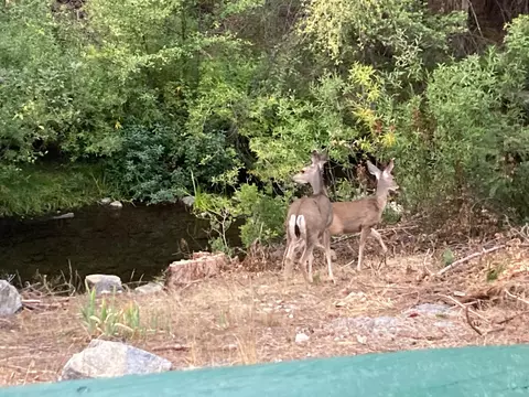 Other - 1237 Cedar Ave, Fish Camp, CA 93623 photo 18 of 20