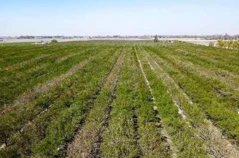 Other - 0 Lacey Blvd, Lemoore, CA 93245 photo 3 of 11