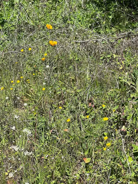 Other - 44981 Todd Eymann Rd, Miramonte, CA 93641 photo 23 of 39