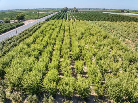 Other - 1 Tbd, Reedley, CA 93654 photo 3 of 4