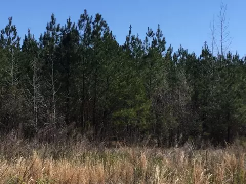 0 Lee Road 254, Salem, AL 36874 photo 3