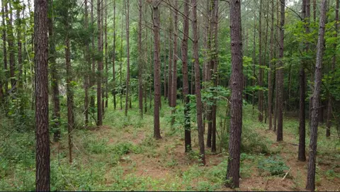 0 Lee Road 88, Auburn, AL 36879
