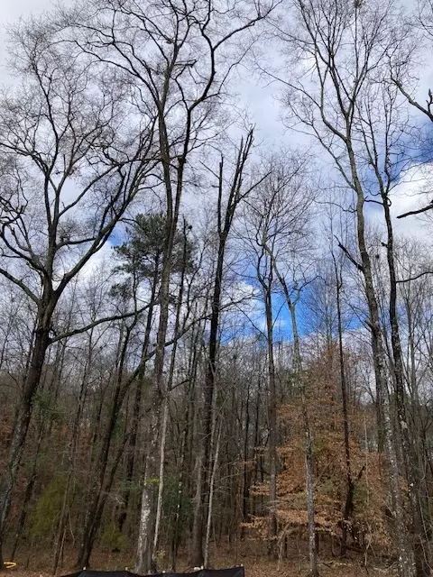 1351 Ogletree Rd, Auburn, AL 36830