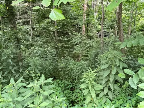 tbd Drill Rd, Honaker, VA 24260 photo 2