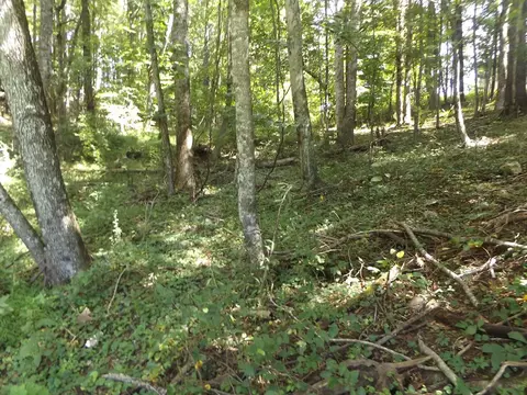 Exterior - 291 Laurel Fork Rd, Laurel Fork, VA 24352 photo 11 of 16