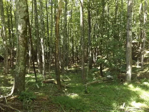 Exterior - 291 Laurel Fork Rd, Laurel Fork, VA 24352 photo 14 of 16