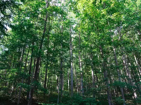 tbd White Pine Dr, Ennice, NC 28623 photo 8