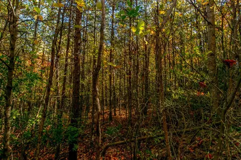 6 Lots Old Pond Trl, Fancy Gap, VA 24328 photo 13