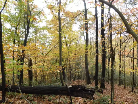 lot75 Black Gum Trl, Fancy Gap, VA 24328