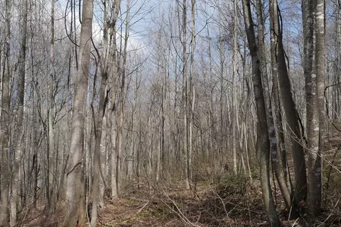 tbd Chestnut Tower Ln, Max Meadows, VA 24360 photo 37