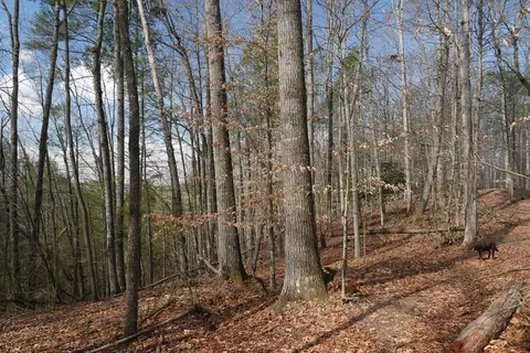 tbd Rush Creek Rd, Glade Spring, VA 24340 photo 15