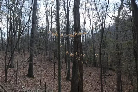 tbd Rush Creek Rd, Glade Spring, VA 24340 photo 65
