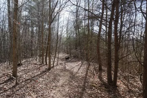 tbd Rush Creek Rd, Glade Spring, VA 24340 photo 52