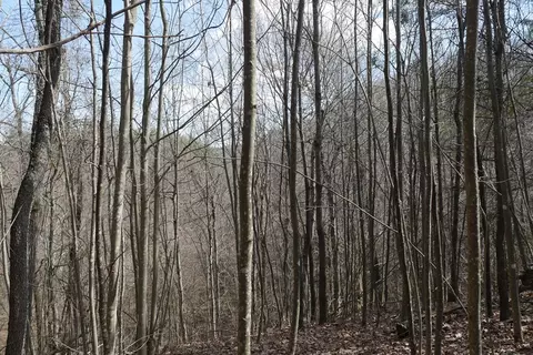 tbd Rush Creek Rd, Glade Spring, VA 24340 photo 50