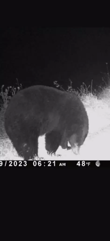 tbd Bear Wallow Rd, Lansing, NC 28643 photo 19
