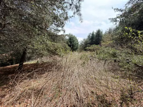 tbd Pine Branch Rd, Laurel Fork, VA 24352 photo 14