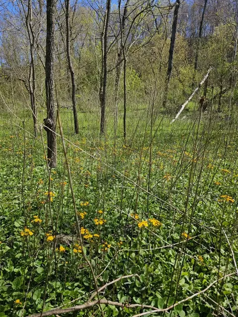 tbd E Lee Hwy, Max Meadows, VA 24360 photo 8