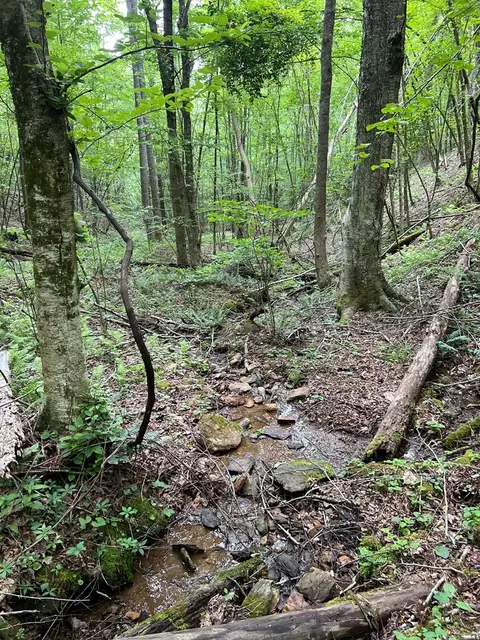 tbd High Mountain Trl, Laurel Fork, VA 24352 photo 8