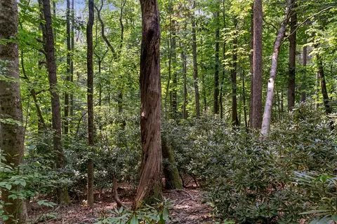tbd Laurel Way, Fancy Gap, VA 24328 photo 7