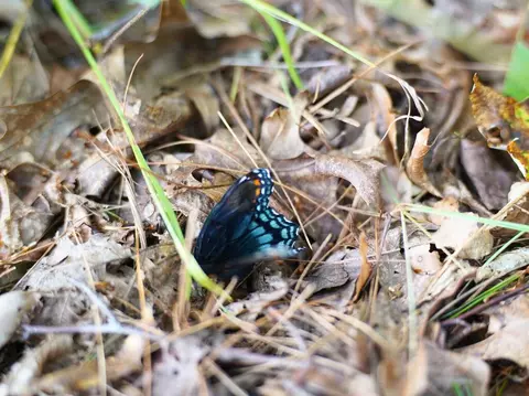 000 NW Shady Grove Rd, Willis, VA 24380 photo 22