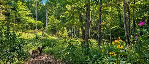 36 Acres Baptist Vly, Cedar Bluff, VA 24609 photo 29