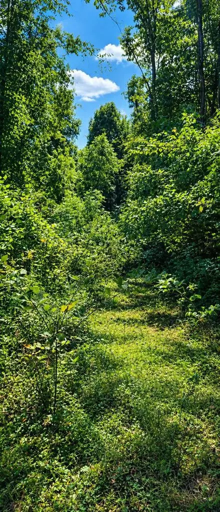 36 Acres Baptist Vly, Cedar Bluff, VA 24609 photo 22