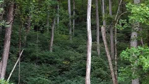 tbd Willis Gap Rd, Ararat, VA 24053 photo 4