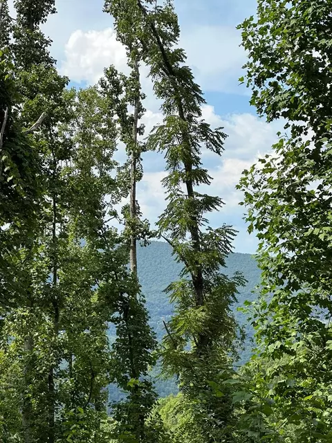 tbd Blankenship Mountain Rd, Narrows, VA 24124