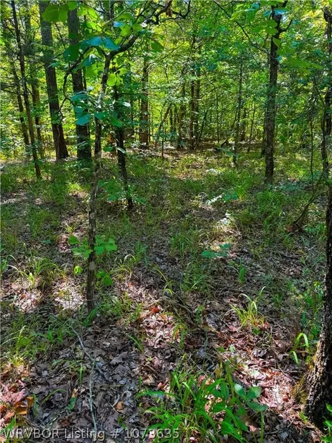 Tbd Blackfork, Mena, AR 71953 photo 25