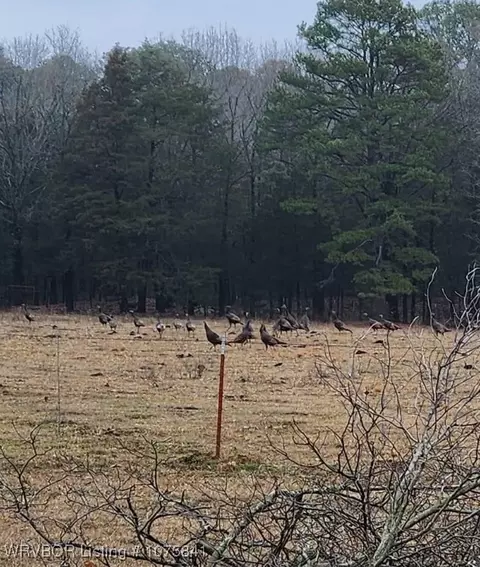 tbd Low Gap Rd, Ozark, AR 72949 photo 4