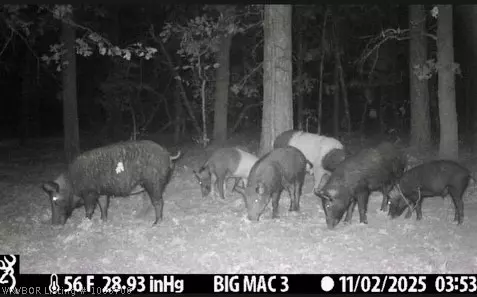 tbd Williams Rd, Blanco, OK 74528 photo 10