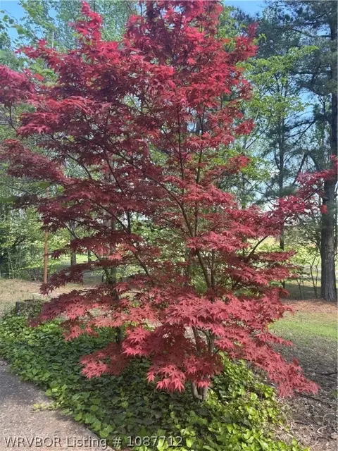 Other - 1900 Bottom Fork Rd, Mansfield, AR 72944 photo 9 of 11
