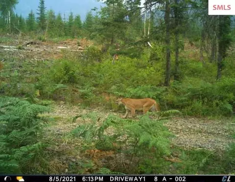 Other - 439 Usfs 2295a, Clark Fork, ID 83811 photo 23 of 32