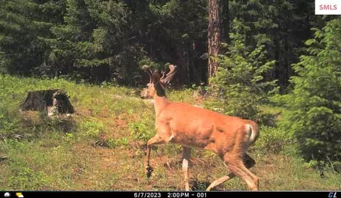 Other - 439 Usfs 2295a, Clark Fork, ID 83811 photo 27 of 32