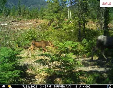 Other - 439 Usfs 2295a, Clark Fork, ID 83811 photo 21 of 32