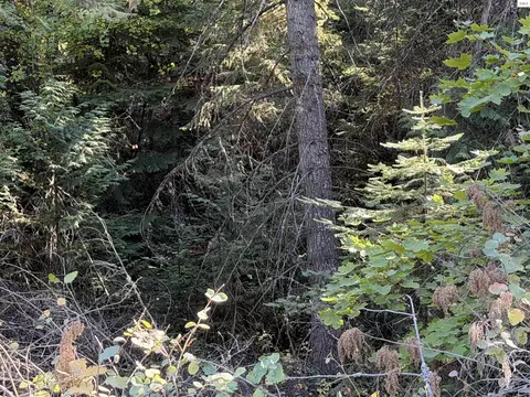 Nna Gray Eagle, Rathdrum, ID 83858 photo 4