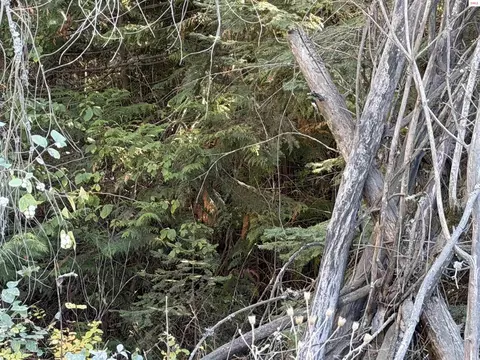 Nna Gray Eagle, Rathdrum, ID 83858 photo 2