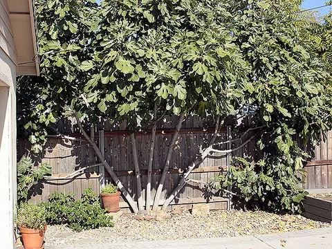 2111 California St, Redding, CA 96001 photo 14