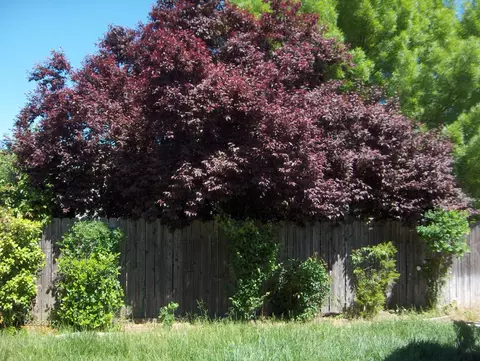 2776 Jasmine Way, Redding, CA 96002 photo 23