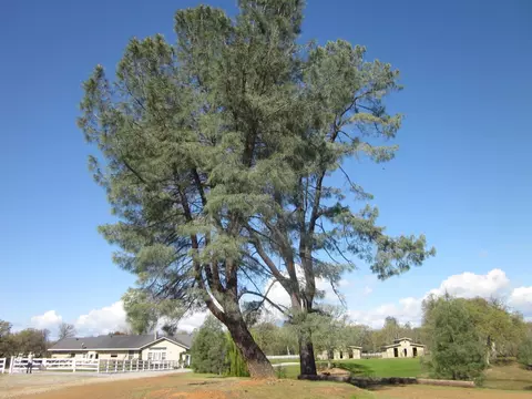 9951 Logan Rd, Redding, CA 96003 photo 88
