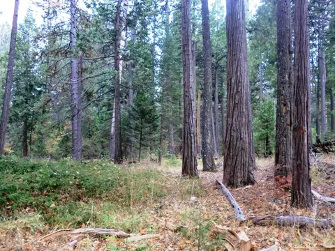 7683 Pegnan Rd, Shingletown, CA 96088 photo 14