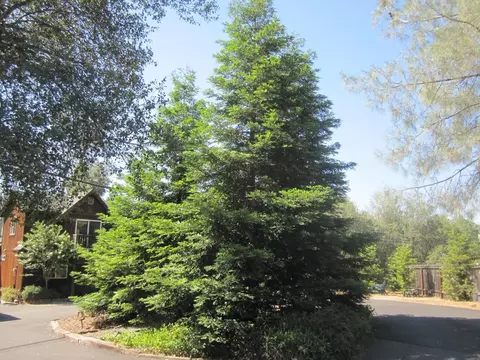 14199 Bear Mountain Rd, Redding, CA 96003 photo 35