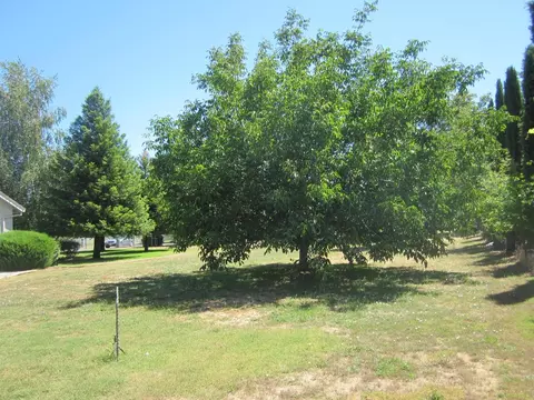 11396 Sara Dr, Redding, CA 96003 photo 17
