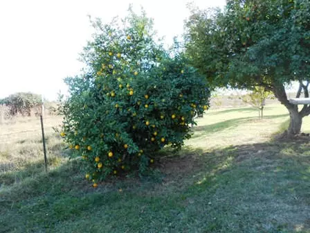23420 Gyle Rd, Gerber, CA 96035 photo 57