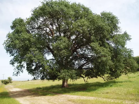 11810 Strawberry Ln, Red Bluff, CA 96080 photo 14